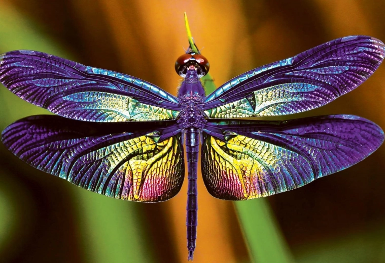 Puzzel Kleurrijke Natuur: Libelle 250 stukjes