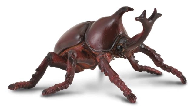 COLLECTA Neushoornkapucijnen