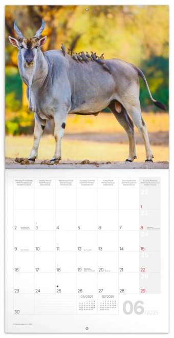 Notitiekalender Wilde Afrika 2025, 30 × 30 cm