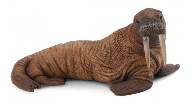 Walrus ijs