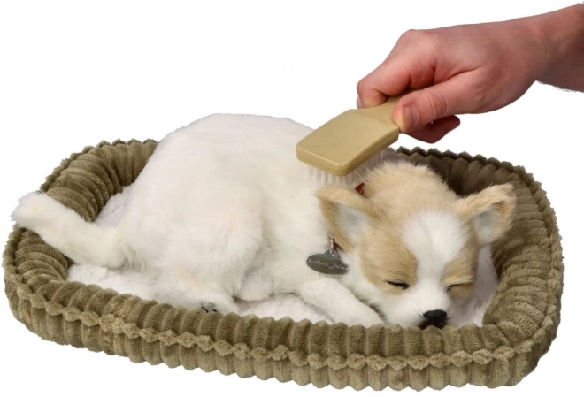 Snurkende Chihuahua Pup