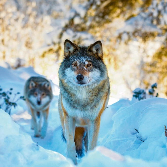 Notitiekalender Wilde Dieren 2026