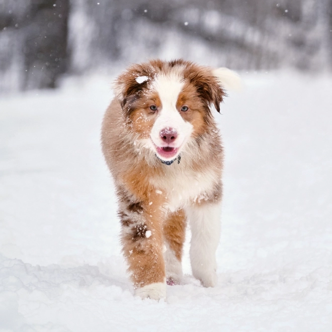 Notitie Kalender Puppy’s 2024