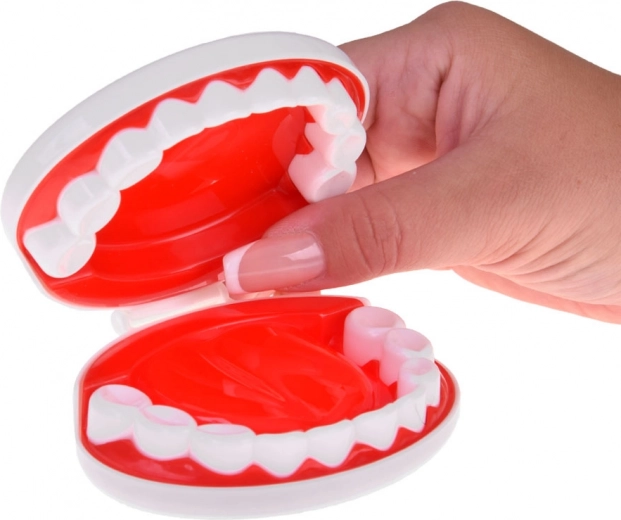 Tandartshoek met kaakmodel