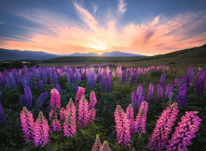 Puzzle RAVENSBURGER lupine, 500 stukjes