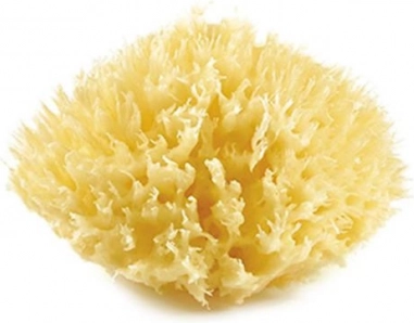 Zeepaardje, Geel
