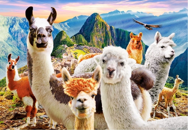 Puzzel 1000 stukjes Lama's Selfie