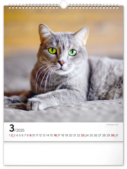 Wandkalender Katten 2025, 30 × 34 cm