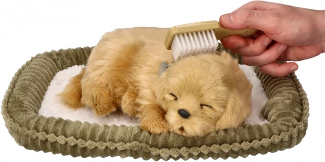 Adopteer een ademend Golden Retriever-puppy