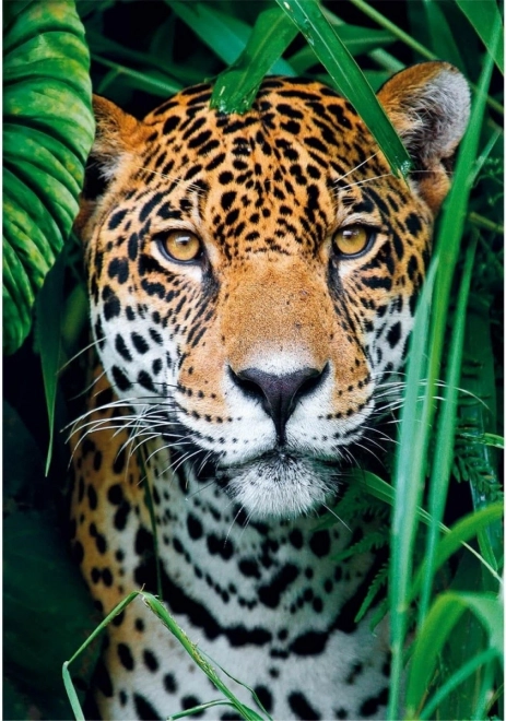 Puzzel 500 stukjes Jaguar in de jungle