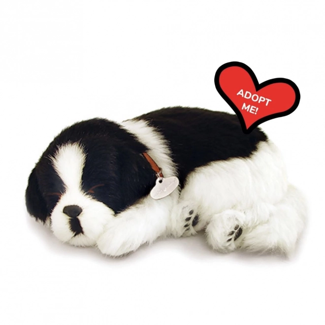 Ademend bordercollie‑puppy ter adoptie