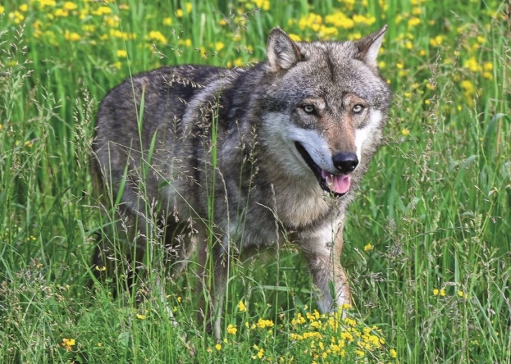 Ravensburger puzzel onbevreesde wolf 1000 stukjes