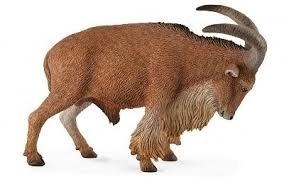 Berberschaap Collecta