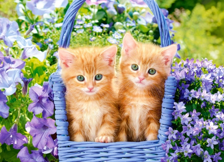 Puzzel Roodharige Kittens 70 st.