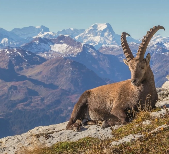Ravensburger puzzel Gemsbok in het Toggenburgdal 1000 stukjes