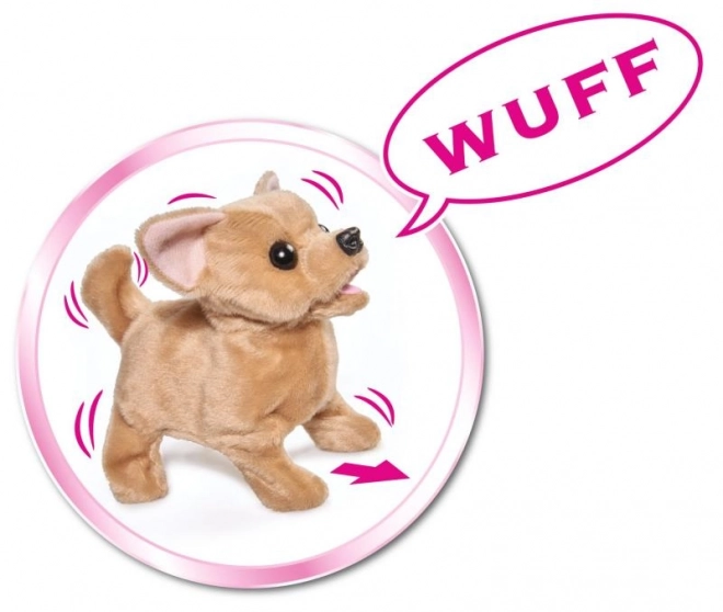 CCL Chihuahua puppy