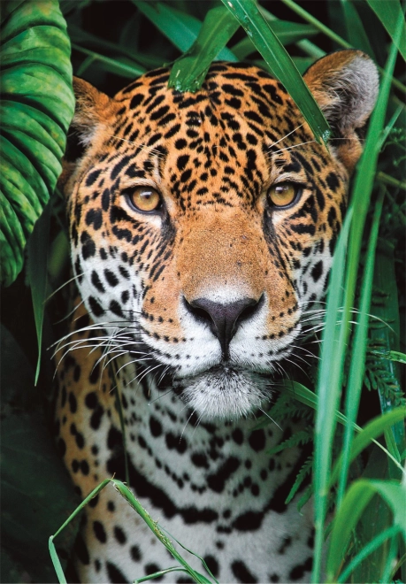 Puzzel 500 stukjes jaguar in de jungle CLEMENTONI