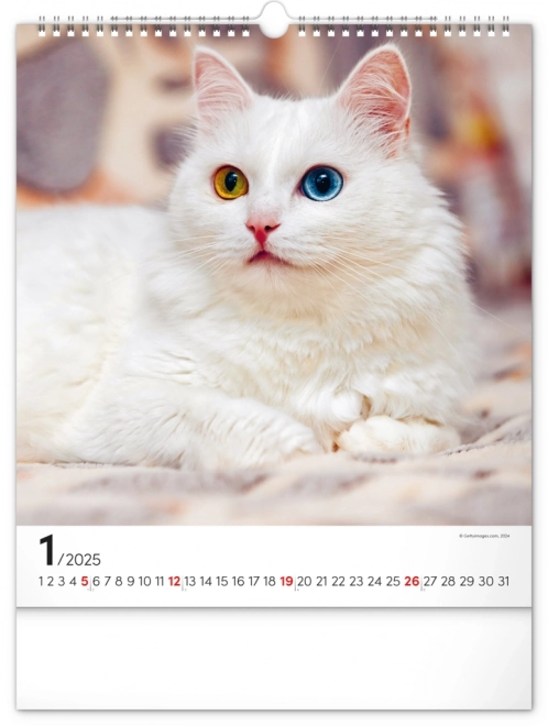 Wandkalender Katten 2025, 30 × 34 cm