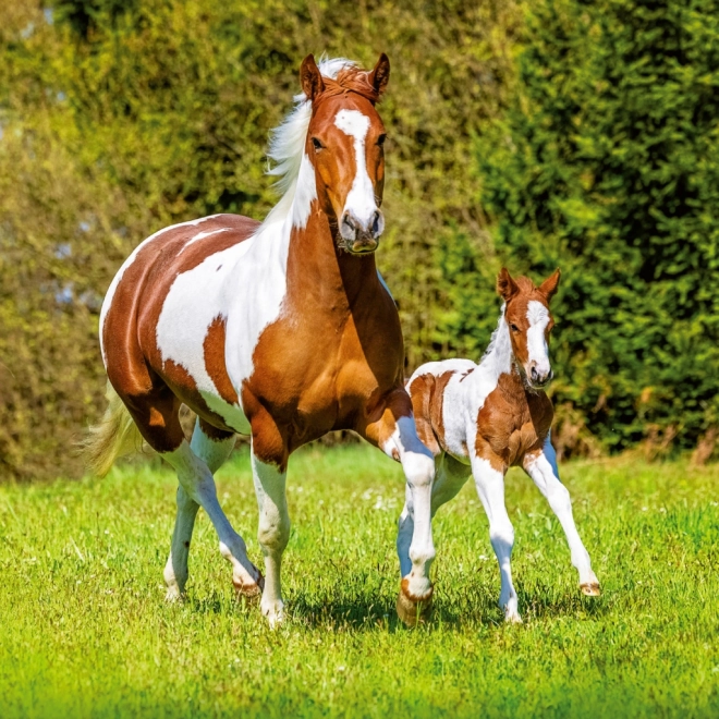 Notitiekalender Paarden Christiane Slawik 2026