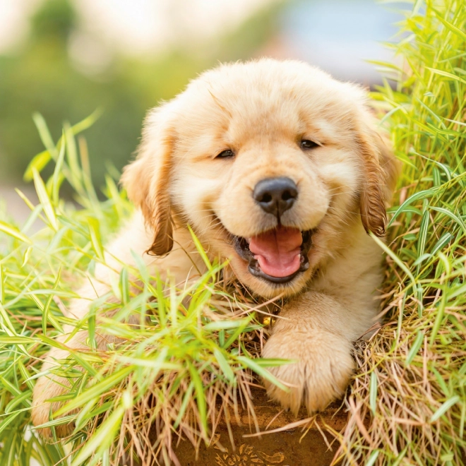 Notitie Kalender Puppy’s 2024