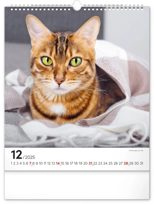 Wandkalender Katten 2025, 30 × 34 cm