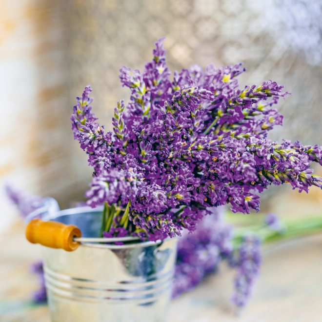 De geur van lavendel binnen handbereik
