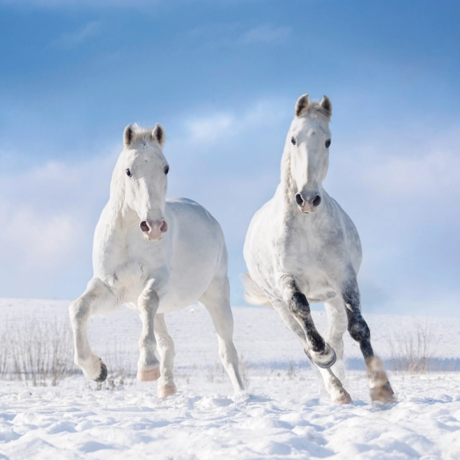 NOTIQUE Notitiekalender Paarden – Christiane Slawik 2025, 30 x 30 cm