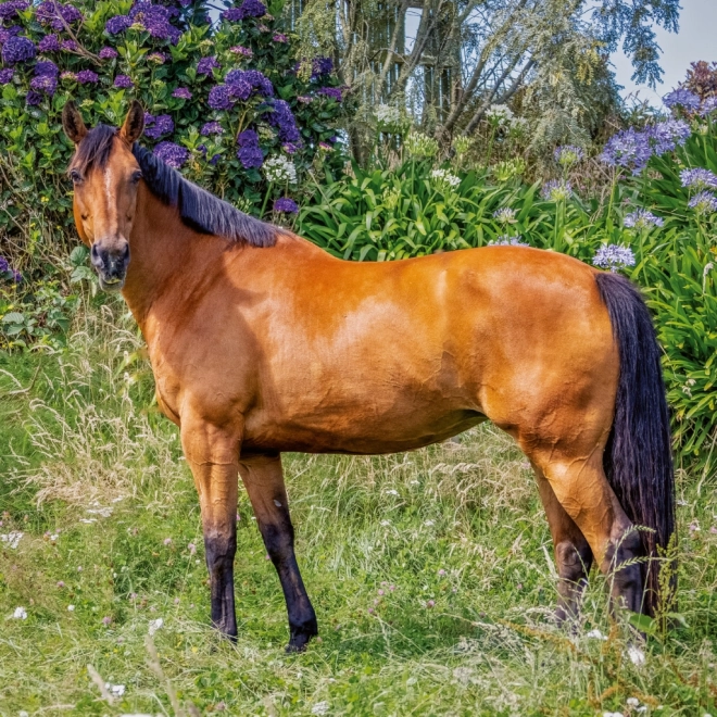 Notitiekalender Paarden Christiane Slawik 2026
