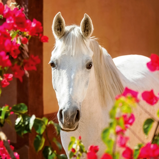 Notitiekalender Paarden Christiane Slawik 2026