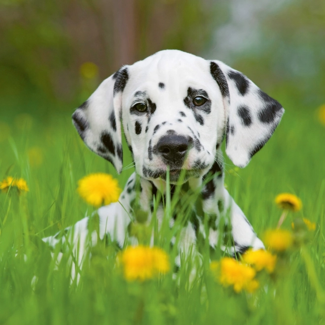 Notitie Kalender Puppy’s 2024