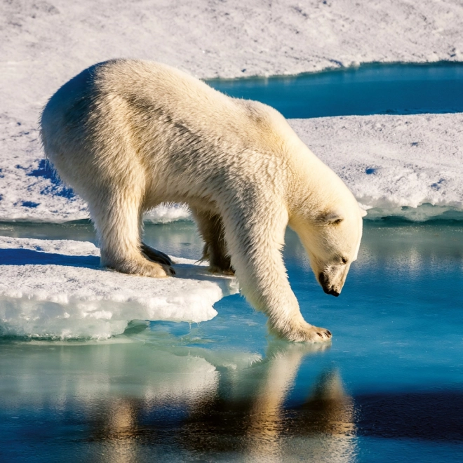 Notitiekalender Wilde Dieren 2026