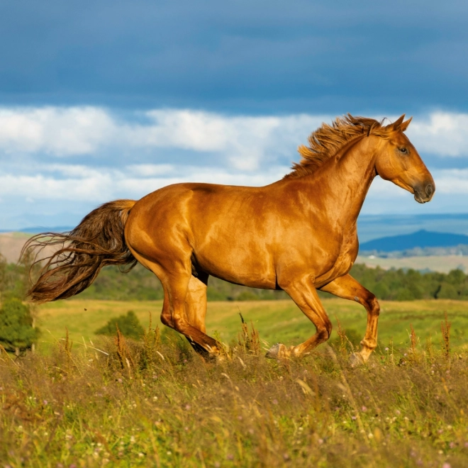 Notitiekalender Paarden Christiane Slawik 2026