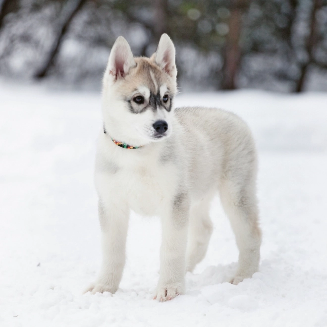 Notitie Kalender Puppy’s 2024