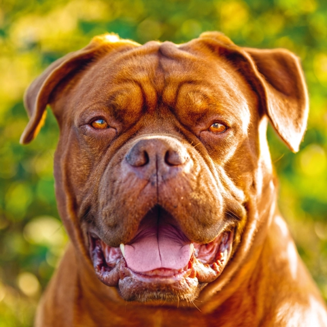 Notitie Kalender Honden 2025, 30 × 30 cm