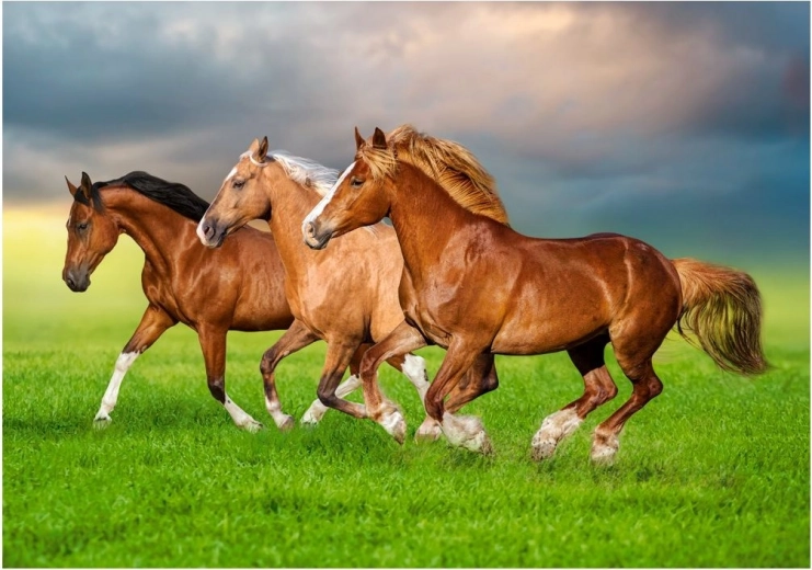 Puzzel 500 stukjes – Paarden rennend in de lente