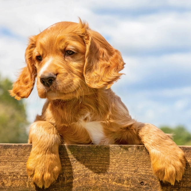 Notitie Kalender Puppy’s 2024