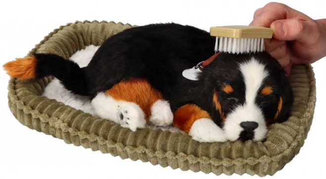 Ontspannende Berner Sennenhond ter adoptie