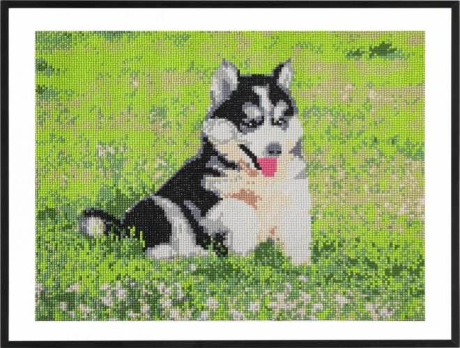 GRAFIX Diamanten schilderij Husky 40x50cm