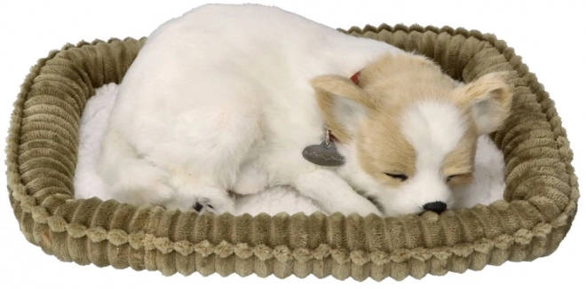 Snurkende Chihuahua Pup