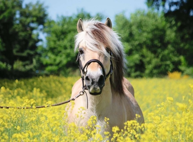 Puzzle RAVENSBURGER – valk paard, 500 stukjes