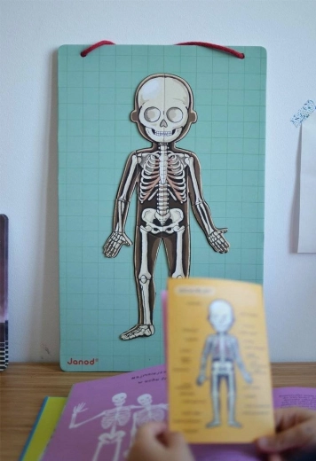 Inzichtelijk leren over het menselijk lichaam