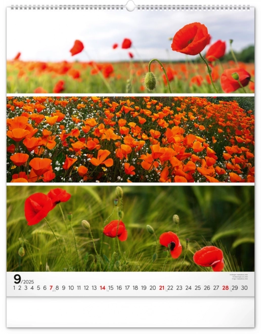 NOTIQUE Muurkalender Palet 2025, 48 x 56 cm