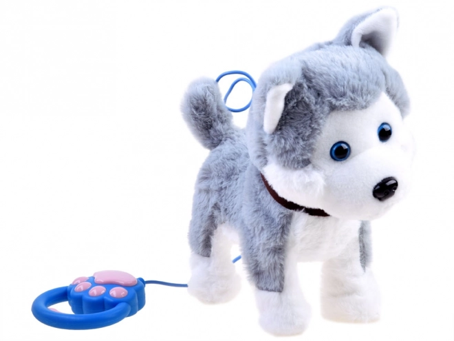 Interactieve husky hond aan een riem