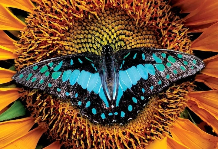 Interdruk puzzel Kleurrijke natuur: Vlinder 250 stukjes