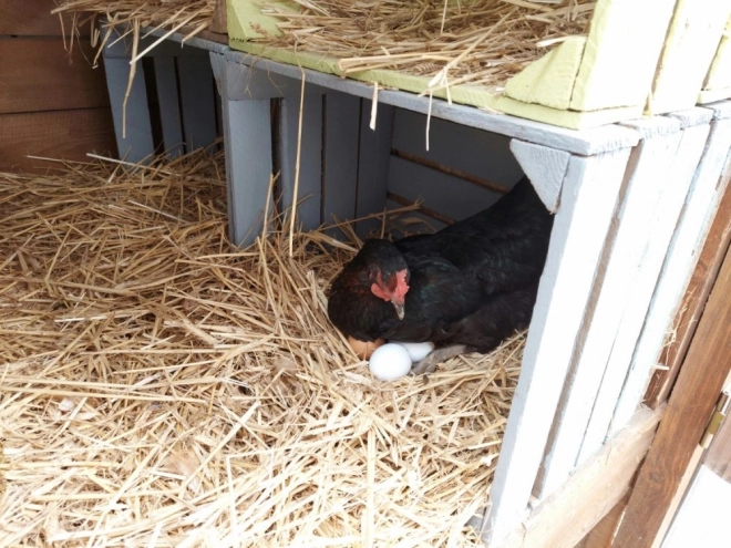 Houten eieren in een stempelbakje 6 stuks