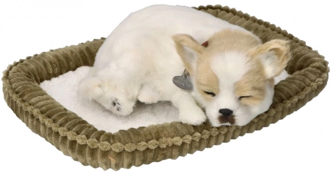 Snurkende Chihuahua Pup