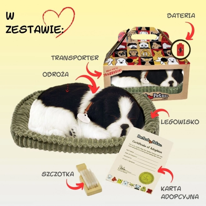 Ademend bordercollie‑puppy ter adoptie
