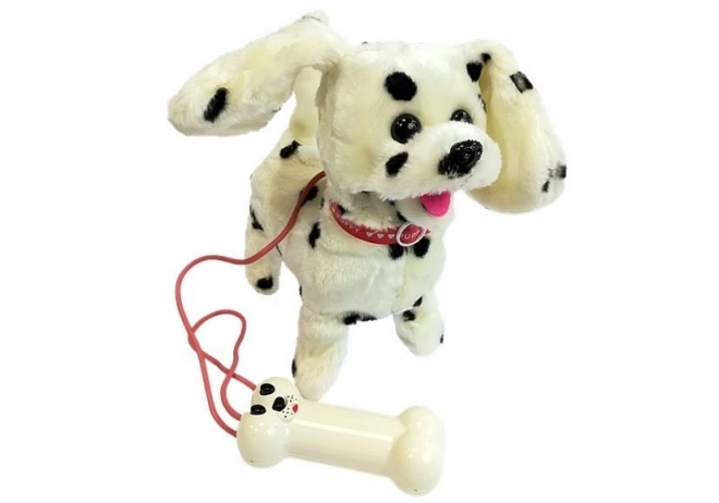 Dalmatiër geleid door Pilot Bone