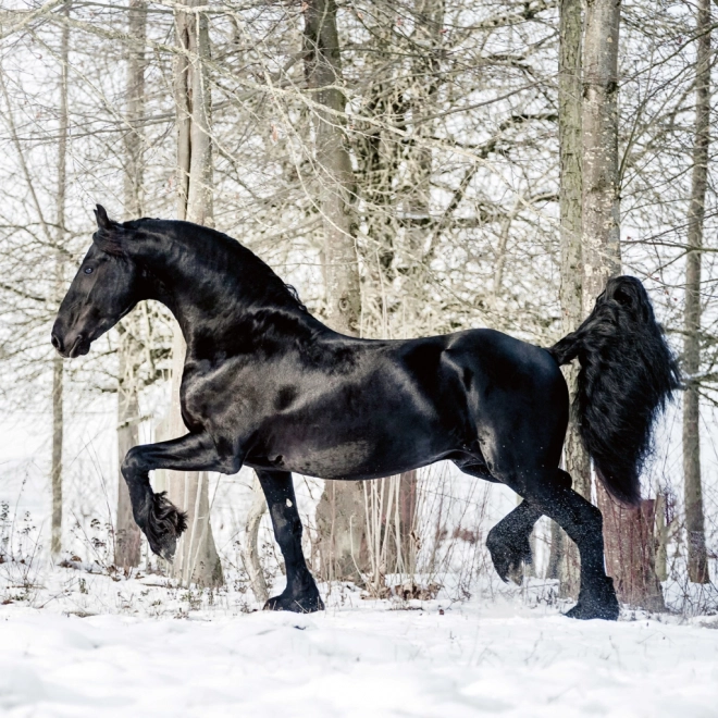 Notitiekalender Paarden Christiane Slawik 2026