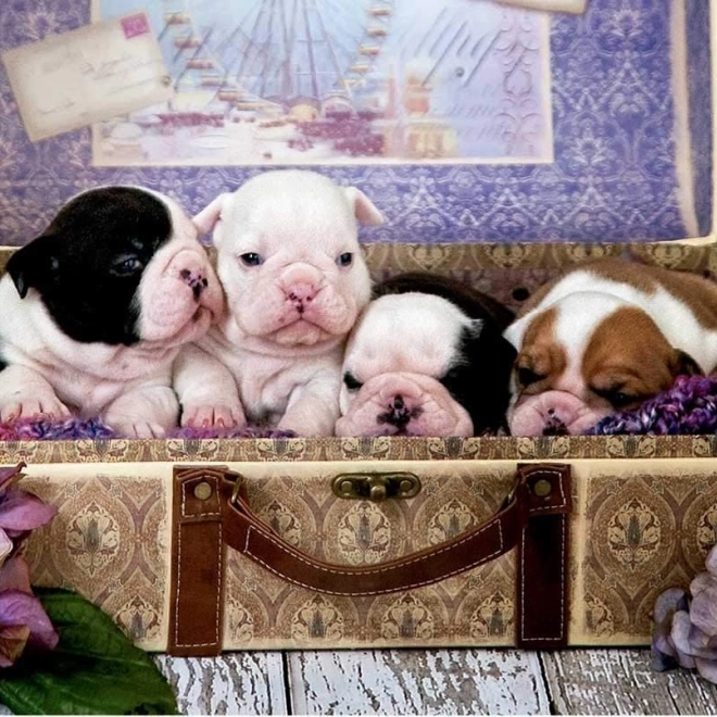 Puzzel Puppies 500 stukjes